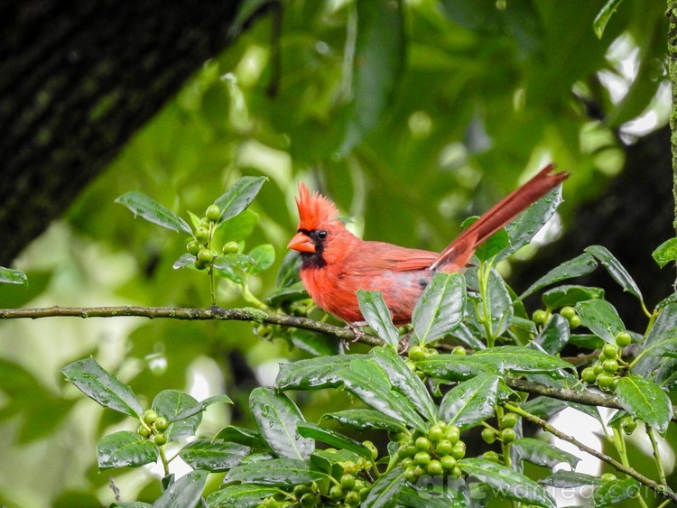 Mr. Cardinal