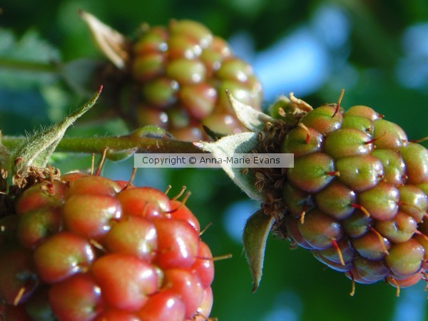 Almost Ripe 4