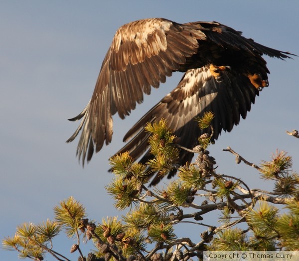 Golden Eagle