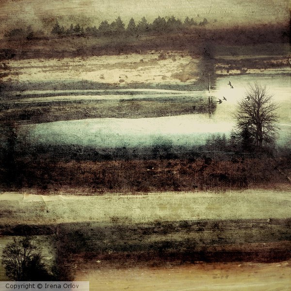Mystical forest I