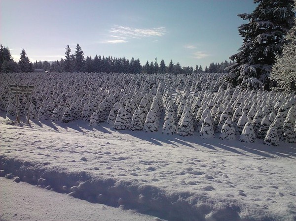Christmas Trees - Oregon