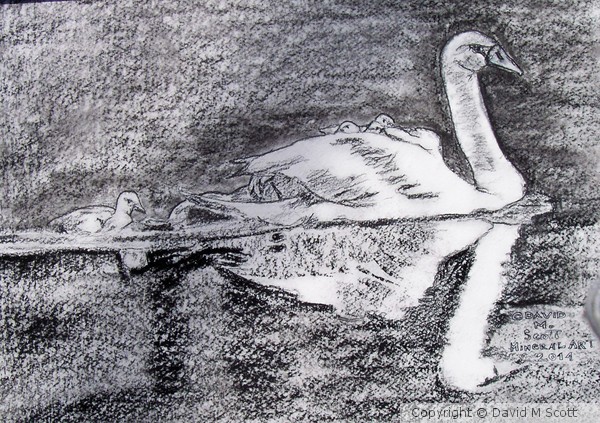 100 0600 Swan and Cygnets