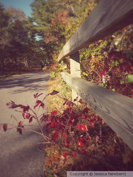 Cape Cod Rail Trail