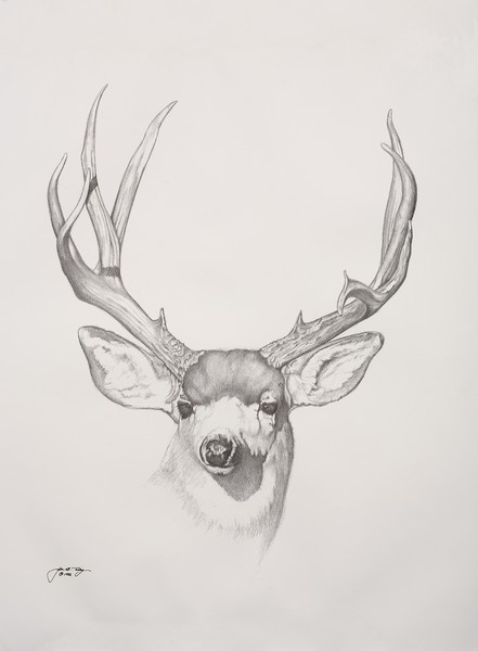 deer pix altered