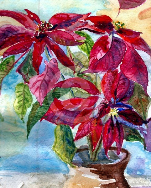 pointsettia