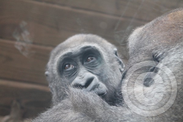 Safe in mothers arms
