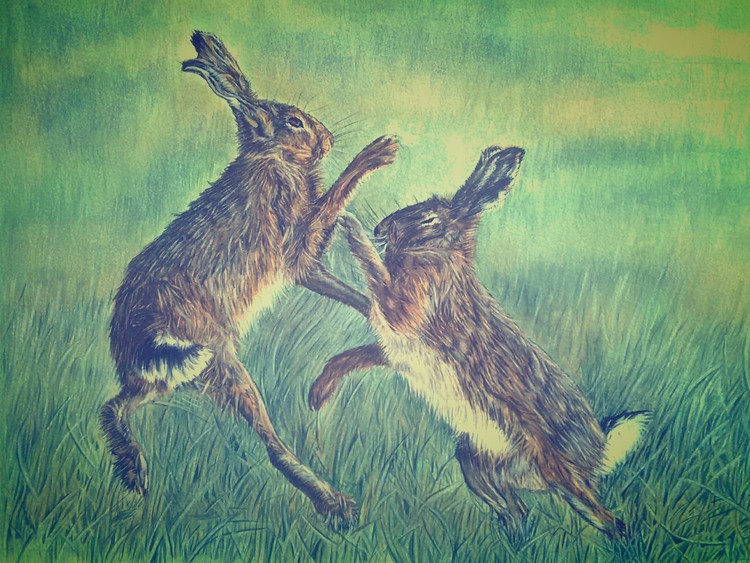 Boxing hares