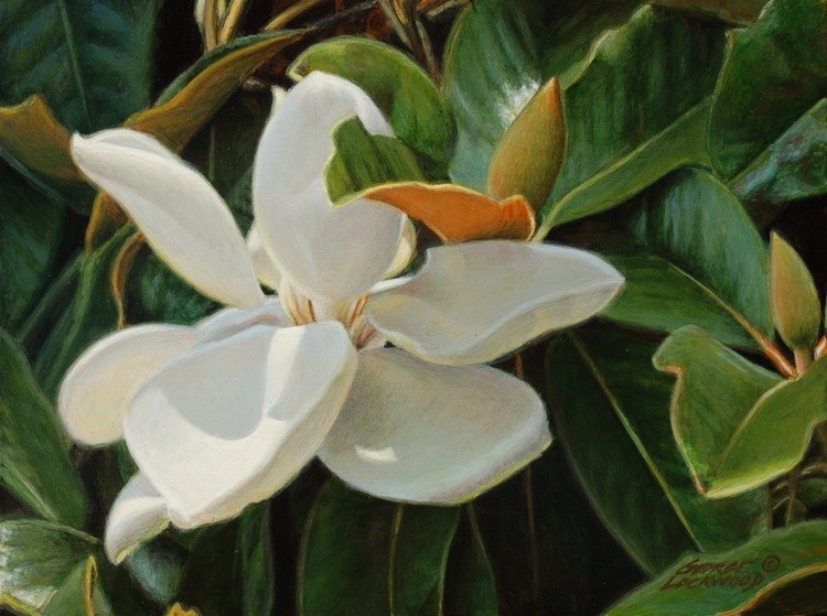 Southern Bloom - magnolia
