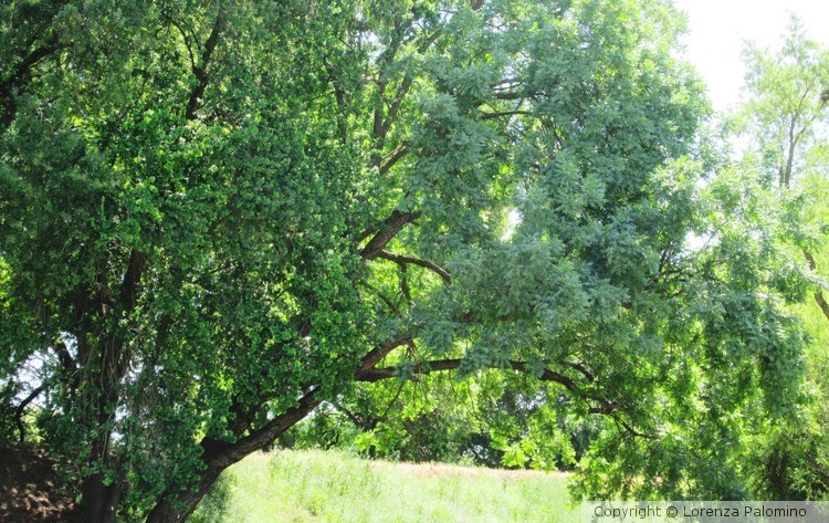 Mother Leaning Tree