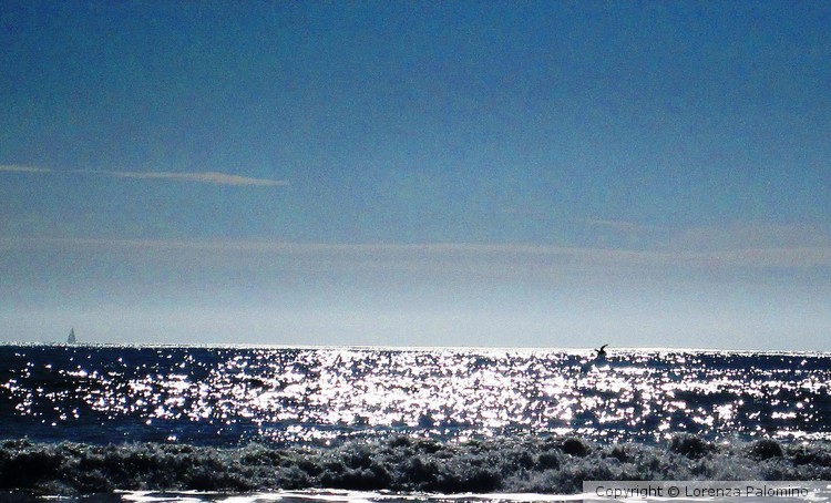 The Bird and the Sailboat