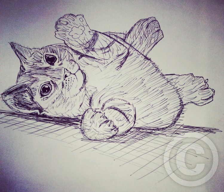 cat
