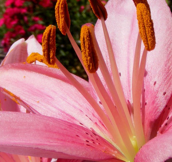 Lily Bud 3