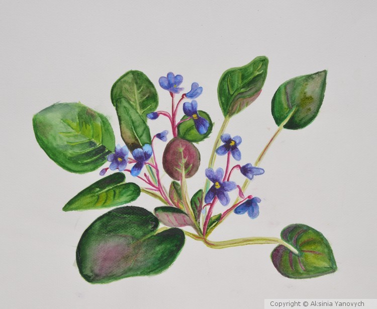 Violets