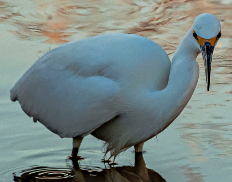 Snowy Egret - October 14 2024