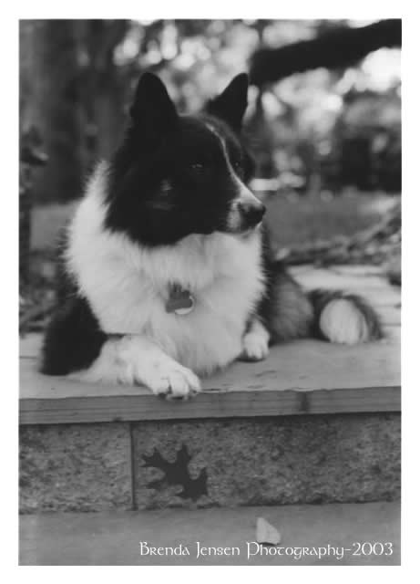 Watch Dog