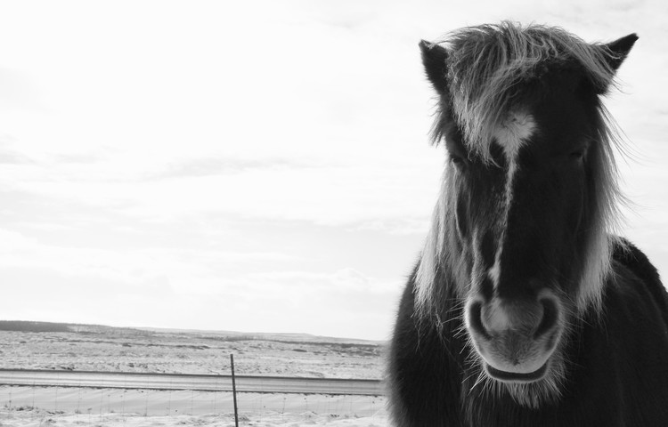 why the long face?