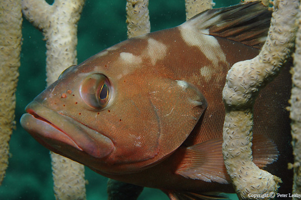 Red Grouper 