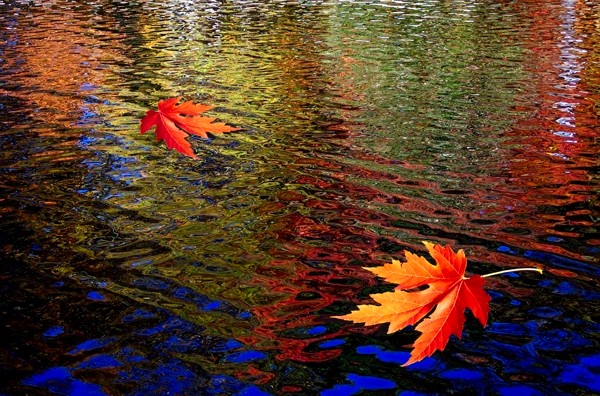 Floating leaves