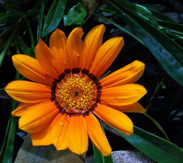Raindrops on a Gazania