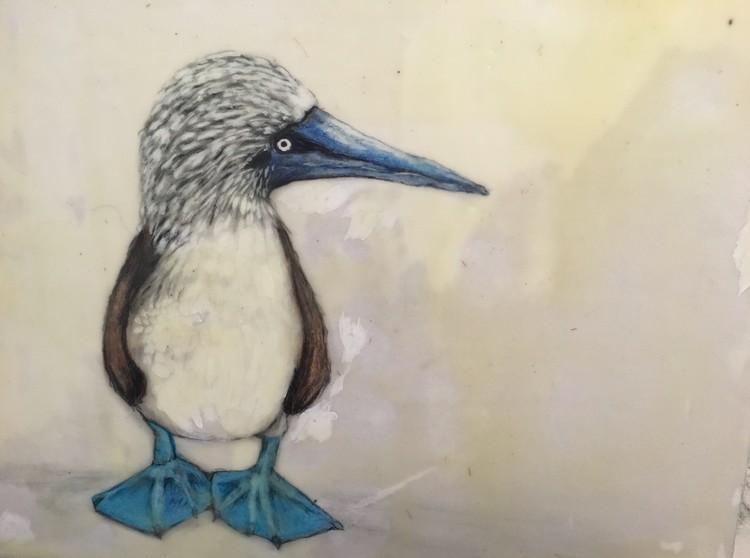 Blue Footed Boobie 1