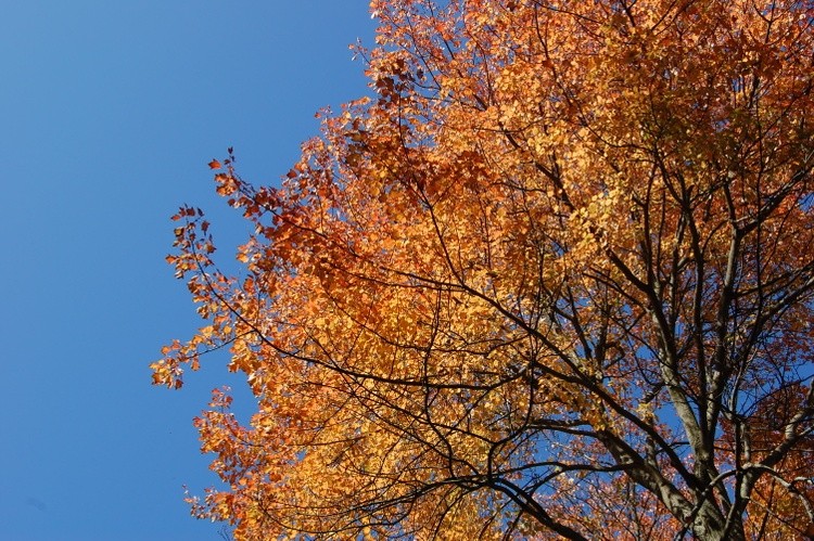 Leaves