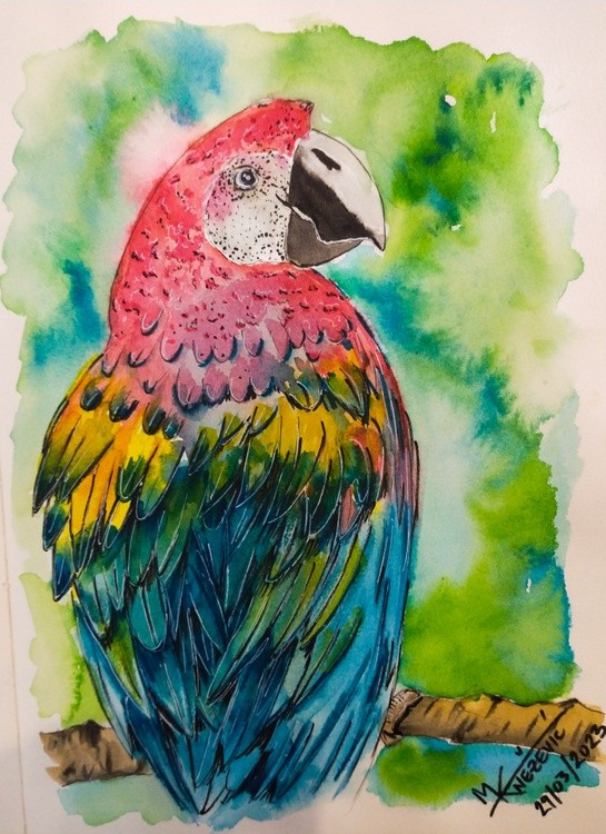 Scarlet Macaw 