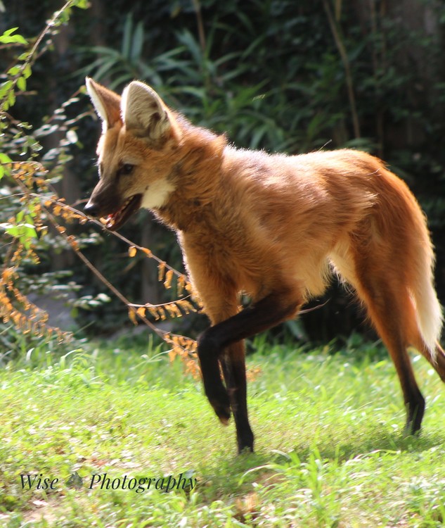 Maned Wolf