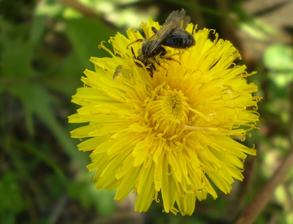 Sweet Bee