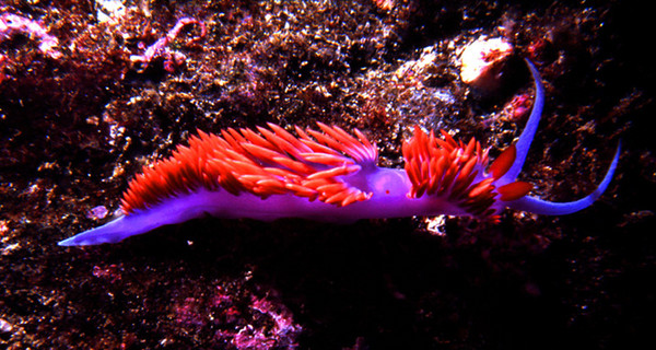 Spanish Shawl