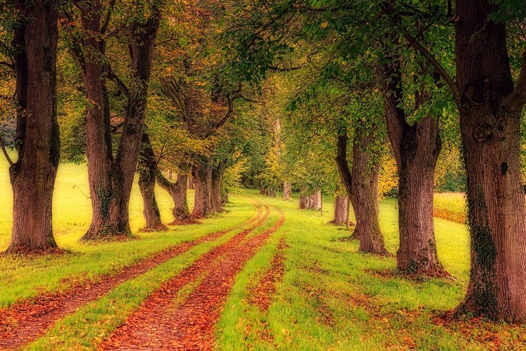 tree-3163913 1280