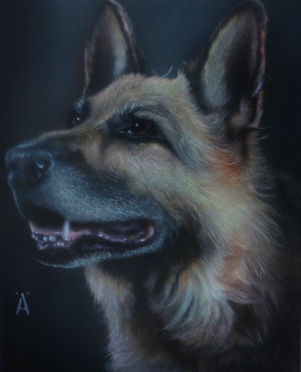 US ARMY DOG 1