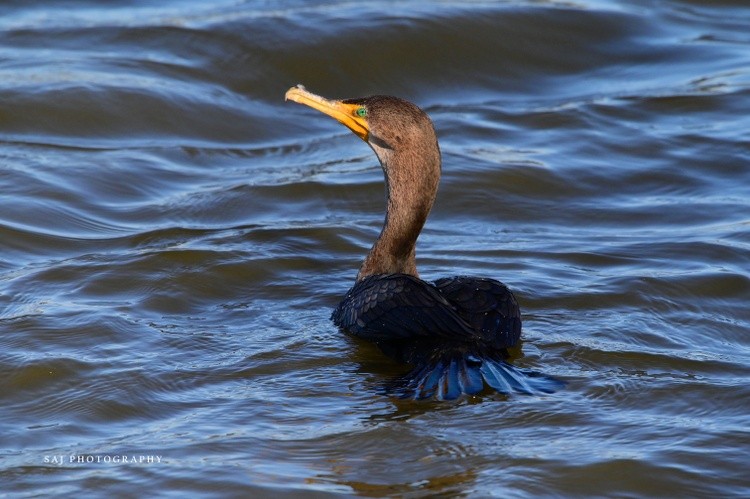 Double Crested Cormorant 