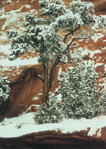 Snow Covered Cedar