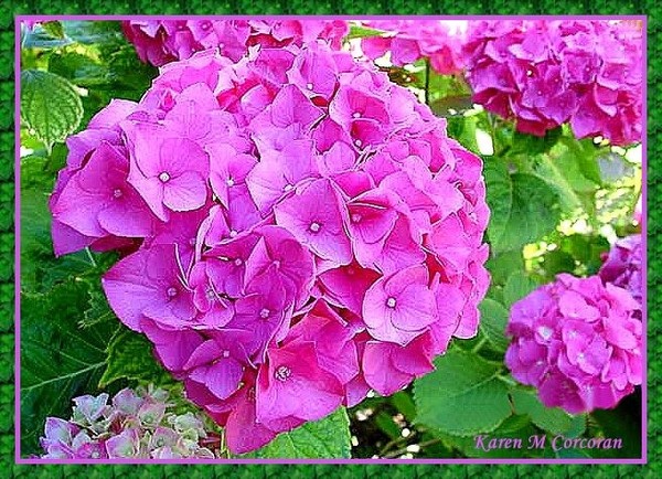 Dad's Flower's