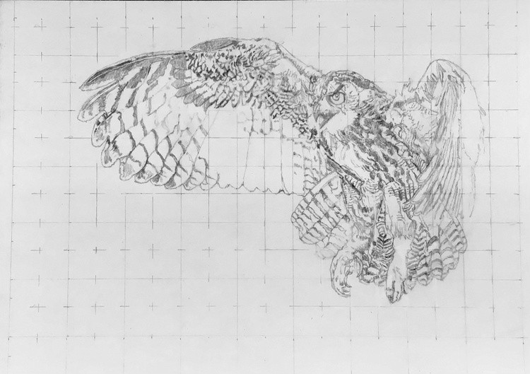 Great Horned Owl WIP