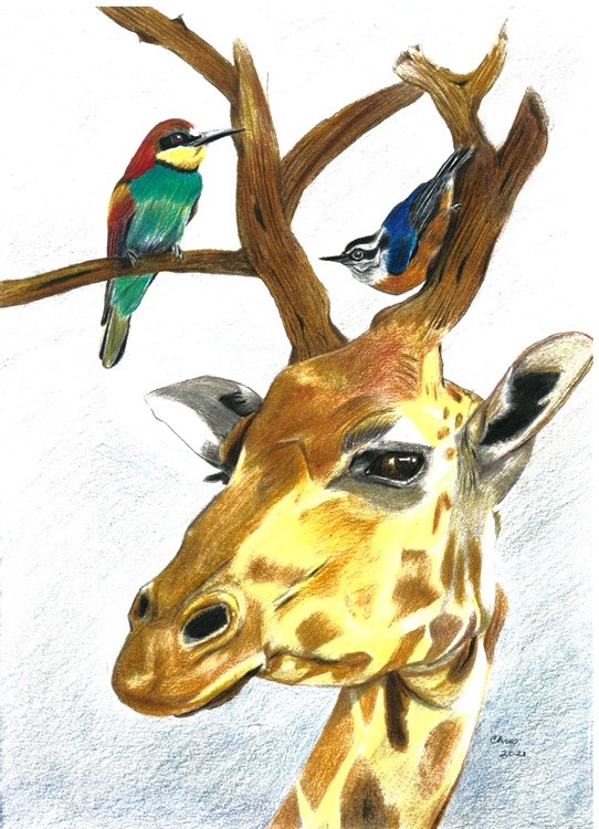 Girrafe & Birds