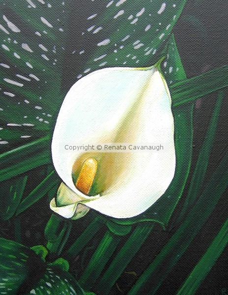 Calla Lily