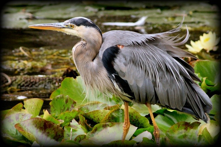 Great Blue Heron 