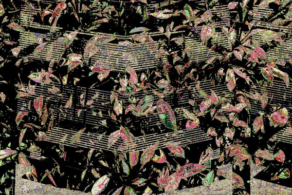 Bushes through the Blinds