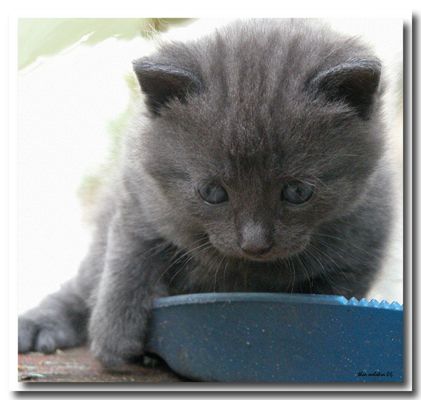 Here I am foakes!