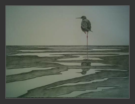 Living on the edge/black stilt