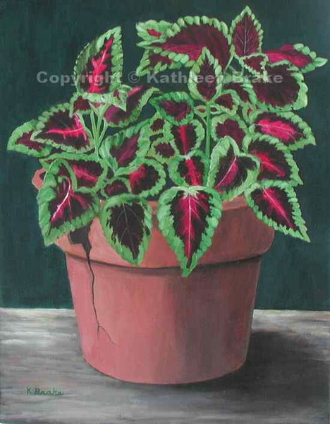 Coleus