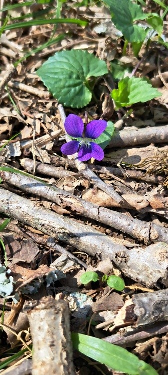 Purple violet