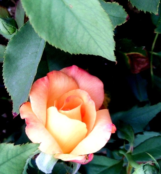 Softly