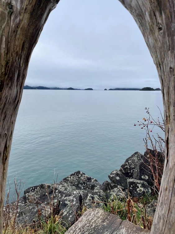 through the driftwood