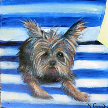 Dan the Yorkie on a Blue Striped Chair