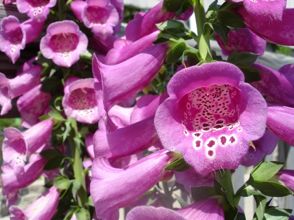 Bell's of Summer
