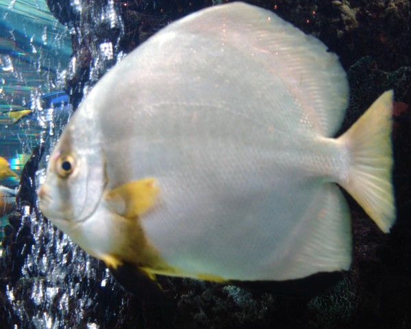 Very fishy