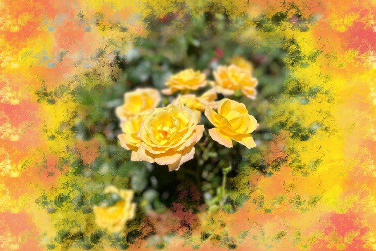 Yellow roses