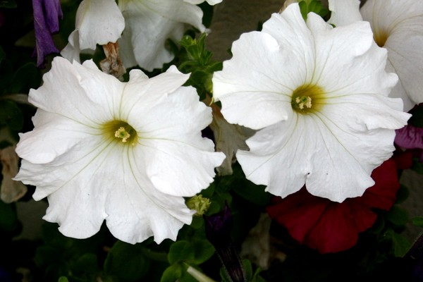 White Petunias